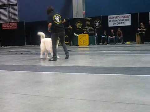 SnowBall , quelques videos de ses passages en spectacle de dimanche dernier