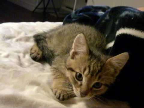 Mon chaton Ferdinand !