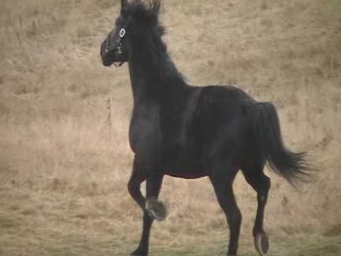 Encore Black Jack qui est TROP content d'etre dehors !!!