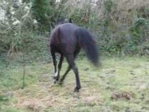 mon cheval qui tombe, le pauvre il et pas dou&eacute;