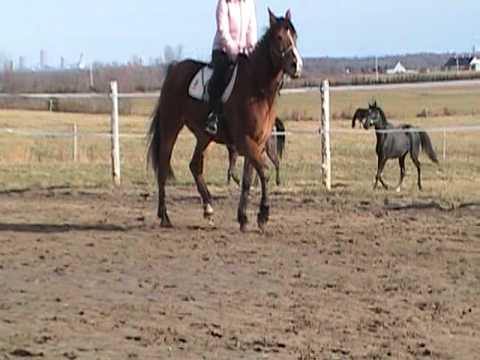 Mini monte de mon Henri...j'ai pas trotter plus que sur la vid&eacute;o..