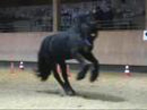tres beau frison