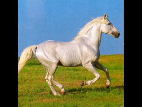 j'adore les chevaux