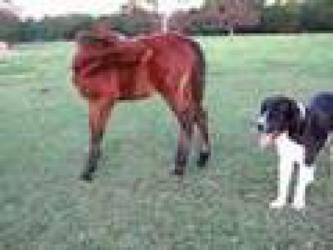 chien pus poulain