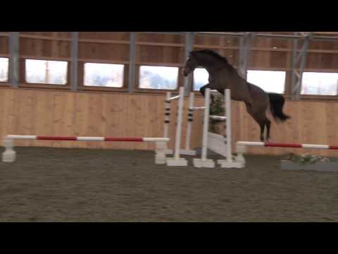 Esprit, 5 ans, saute 1.62m en liberté