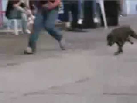 Saut de Pitbull. C'est vraiment imprésionnant :D :)