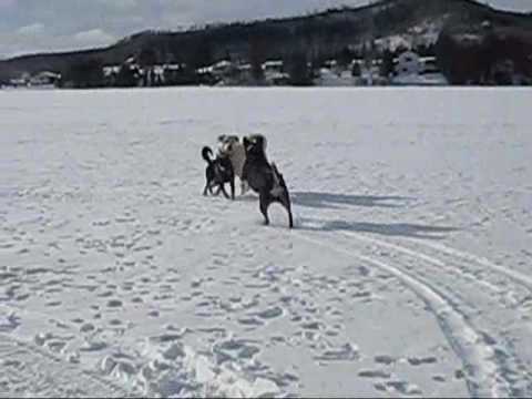 Les chiens au chalet