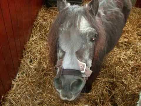 voici l'association 100 chevaux sur l'herbe qui sers a sav&eacute; des chevaux ils font un travaille remarcable