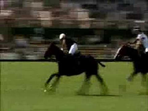 video de polo avec entrevue dsl ces en anglais.