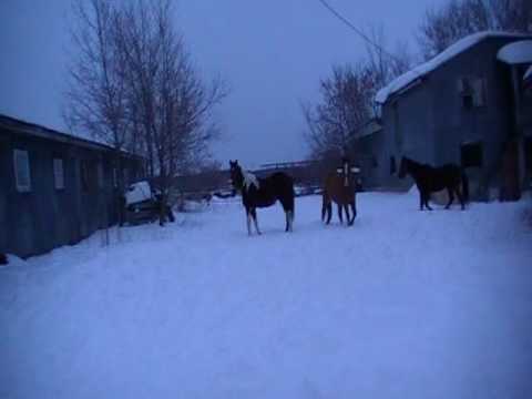 Les daltons en cavale 3 de 3