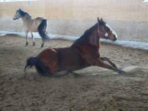 Un cheval qui lache son fou