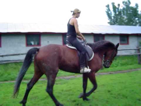 Mia a ses d&eacute;but quand je lui apprenait a trotter et non a embler!!!!!!!(on voit le travail que j avais a faire avec!!!)
