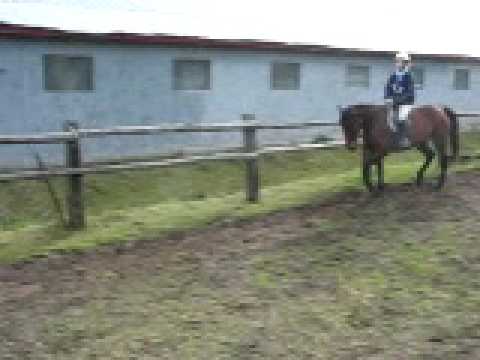 Mia a ses d&eacute;but quand je lui apprenait a trotter et non a embler!!!!!!!(on voit le travail que j avais a faire avec!!!)
