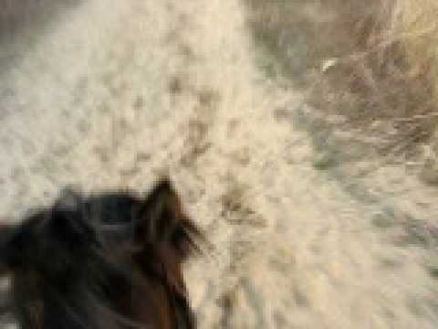 un long galop qui fini vite!!