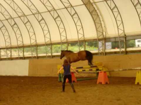 cheval,saut,dressage,jument,canadienne
