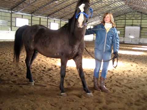 Mon cheval en liberté & moi au Domaine Des Pins aujourd'hui :)