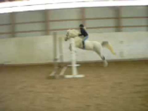 poney welsh superd de belle forme a lobstacle